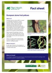 Fact sheet European stone fruit yellows What is it? Natural spread of the pathogen occurs via vectors, with Cicadellids presumed to be the