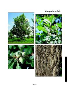 Mongolian Oak  slide 65c 360%  III-131