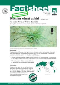 Factsheet[removed] : Russian wheat aphid Diuraphis noxia : and exotoc threat to Western Australia [WA AGRIC]