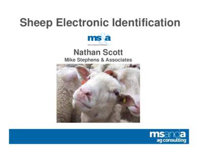 Sheep p Electronic Identification Nathan Scott Mike Stephens & Associates  Livestock Production