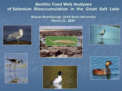 Benthic Food Web Analyses  of Selenium  Bioaccumulation  in  the  Great  Salt  Lake  Wayne Wurtsbaugh, Utah State University  March 21, 2007 March 21, 2007 