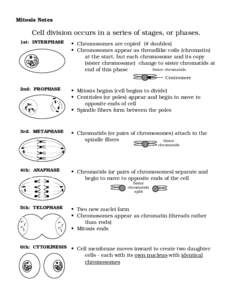 Mitosis Notes  Cell division occurs in a series of stages, or phases. 1st: INTERPHASE  • Chromosomes are copied (# doubles)