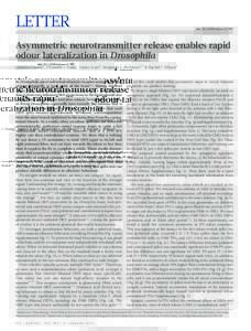 LETTER  doi:nature11747 Asymmetric neurotransmitter release enables rapid odour lateralization in Drosophila