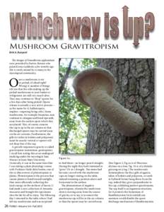 Mushroom Gravitropism Britt A. Bunyard The images of Ganoderma applanatum were provided by Patrice Benson who passed away suddenly a few months ago. She is sorely missed by so many in the