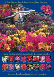 A flamboyant floral show throughout the year...  from the top end of Australia to the sunny south... Beesnees