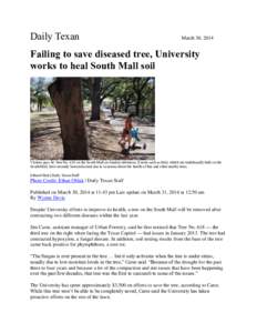 Daily Texan  March 30, 2014 Failing to save diseased tree, University works to heal South Mall soil