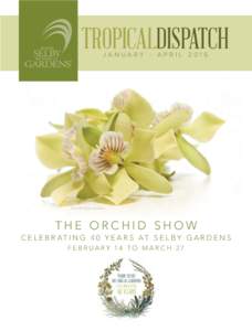 TROPICALDISPATCH JANUARY - APRIL 2016 Prosthechea radiata  THE ORCHID SHOW