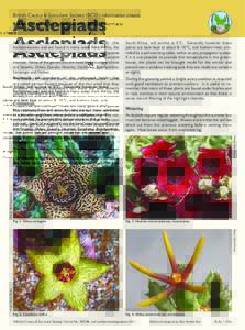 British Cactus & Succulent Society (BCSS) information sheets  Asclepiads Asclepiads are members of the milkweed family (the Asclepiadaceae) and are found in many areas from Africa, the Middle East and into Asia. There ar