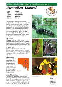 BUTTERFLY CONSERVATION SA Inc. FACT SHEET Vanessa itea page 1  Australian Admiral Class: Order: Family:
