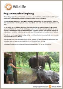 Programmaweken Umphang This exciting project allows participants to experience a genuine hill-tribe, whilst simultaneously living and interact with traditional Asian elephants, ranging from babies to fully grown adults. 