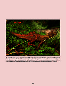 The anoles of the Norops pachypus complex are denizens of the cloud forest. At premontane and montane elevations in the highlands of Costa Rica and western Panama these lizards form a prominent portion of the local herpe
