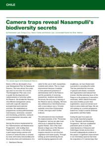 CHILE  Camera traps reveal Nasampulli’s biodiversity secrets  Rainforest Concern