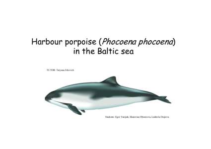 Harbor porpoise in Baltic sea