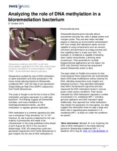 Analyzing the role of DNA methylation in a bioremediation bacterium