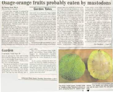 Usage-orange fruits probably eaten by mastodons By Susan Yost, Ph.D. Delaware State University It seems that everyone is intrigued by Osage-orange fruits, which look like oversized, bumpy tennis balls. I certainly was fa