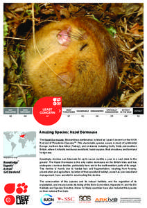 © Sarah Slater  Amazing Species: Hazel Dormouse The Hazel Dormouse, Muscardinus avellanarius, is listed as ‘Least Concern’ on the IUCN Red List of Threatened SpeciesTM. This charismatic species occurs in much of con