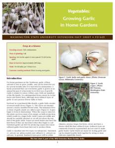 Vegetables:  Growing Garlic in Home Gardens WA S H I N G T O N S TAT E U N I V E R S I T Y E X T E N S I O N FA C T S H E E T • F SE