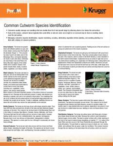    Common Cutworm Species Identification • Cutworms usually damage corn seedlings that are smaller than the 6-leaf growth stage by attacking stems at or below the soil surface. • Early in the season, cutworm larvae 