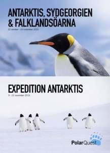 Antarctica King penguin head