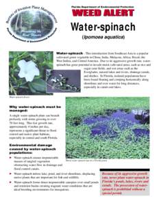 Florida Department of Environmental Protection  Water-spinach (Ipomoea aquatica)  Water-spinach - This introduction from Southeast Asia is a popular