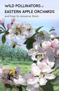 Wild pollinators of eastern apple orchards and how to conserve them 1