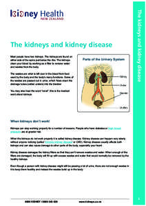 Most people have two kidneys. The kidneys are found on either side of the spine just below the ribs. The kidneys clean your blood by working as a filter to remove water and wastes from the body.  Parts of the Urinary Sys