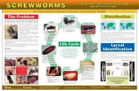 SCREWWORMS  1. BIOLOGY, BIOLOGY, DISTRIBUTION AND IDENTIFICATION IDENTIFICATION