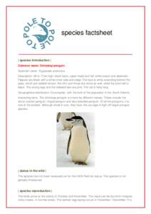 species factsheet  | species introduction | Common name: Chinstrap penguin Scientific name: Pygoscelis antarctica Description: 68 to 77cm high; black back, upper head and tail; white breast and abdomen.