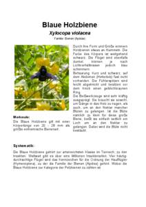 Blaue Holzbiene Xylocopa violacea Familie: Bienen (Apidae) Merkmale: Die Blaue Holzbiene gilt mit einer