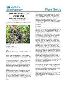 American Black Currant Plant Guide