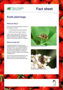 Fact sheet Exotic plant bugs What are they? There are two exotic plant bugs of concern to the strawberry industry: