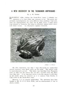 A NEW DISCOVERY IN THE TASMANIAN AMPHIBIANS By A. M. j  HEWER