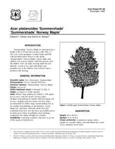 Fact Sheet ST-38 November 1993 Acer platanoides ‘Summershade’ ‘Summershade’ Norway Maple1 Edward F. Gilman and Dennis G. Watson2