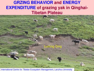 GRZING BEHAVIOR and ENERGY EXPENDITURE of grazing yak in QinghaiTibetan Plateau Luming Ding  International Centre for Tibetan Ecosystem Management, Lanzhou University