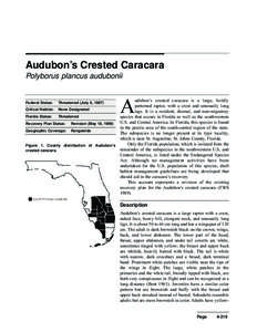 Audubon’s Crested Caracara Polyborus plancus audubonii