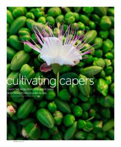cultivating capers Enjoy the World’s Most Edible Flower Bud on Italy’s Pantelleria Island. by paula de la cruz | photography by romas foord  54 LEXUS MAGAZINE