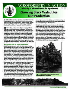 AGROFORESTRY IN ACTION University of Missouri Center for Agroforestry AF1011Growing Black Walnut for