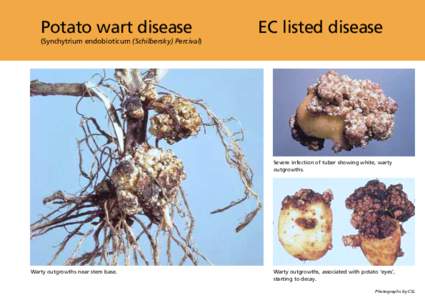 Potato wart disease  EC listed disease (Synchytrium endobioticum (Schilbersky) Percival)