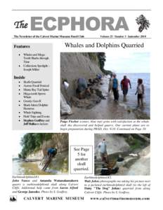 The  ECPHORA Volume 25  Number 3 September[removed]The Newsletter of the Calvert Marine Museum Fossil Club