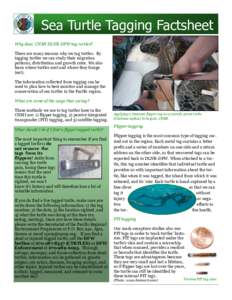 Sea Turtle Tagging Factsheet Why does CNMI DLNR-DFW tag turtles? There are many reasons why we tag turtles. By tagging turtles we can study their migration patterns, distribution and growth rates. We also learn where tur