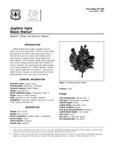 Fact Sheet ST-320 November 1993 Juglans nigra Black Walnut1 Edward F. Gilman and Dennis G. Watson2