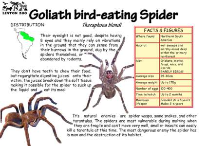 LINTON ZOO  Goliath bird-eating Spider DISTRIBUTION