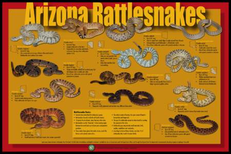 Arizona Rattlesnakes Ridge-nosed Rattlesnake (Crotalus willardi) • Up to 26