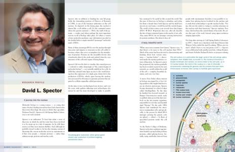 Research profile  David L. Spector Spector, who in addition to heading his own lab group holds the demanding position of Director of Research