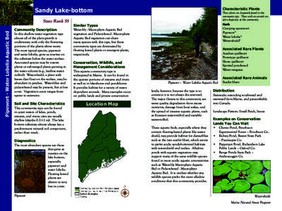 Sandy Lake-bottom  Pipewort - Water Lobelia Aquatic Bed State Rank S5 Community Description