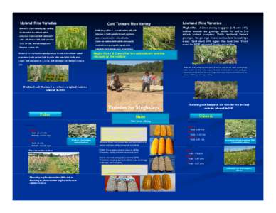 Microsoft PowerPoint - Technology Boquet - Rice .ppt [Compatibility Mode]