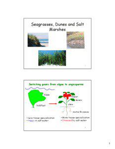 Microsoft PowerPoint - Dunes_Marshes_Seagrasses_10.ppt