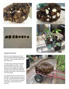 Cloning the Titan Arum After the Titan Arum bloomed in July, 2012, hundreds of leaf buds appeared on the tuber. I removed eight of them and potted them up. The tuber pieces remained dormant for