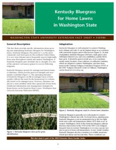 Kentucky Bluegrass for Home Lawns in Washington State WA S H I N G T O N S TAT E U N I V E R S I T Y E X T E N S I O N FA C T S H E E T • F SE General Description