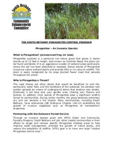 THE SOUTH BETHANY PHRAGMITES CONTROL PROGRAM Phragmites – An Invasive Species What is Phragmites? (pronounced fragmītees) Phragmites australis is a perennial non-native grass that grows in dense stands up to 12 